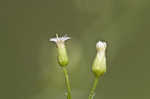 Canadian horseweed